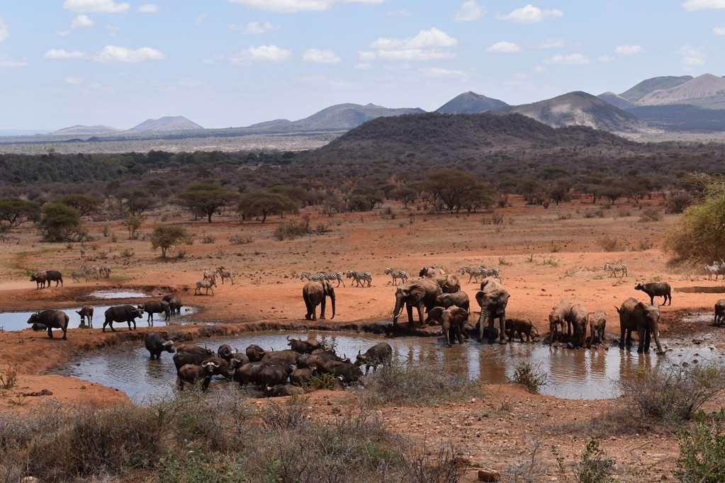 Kilaguni Serena Safari Lodge Tsavo Kemudahan gambar